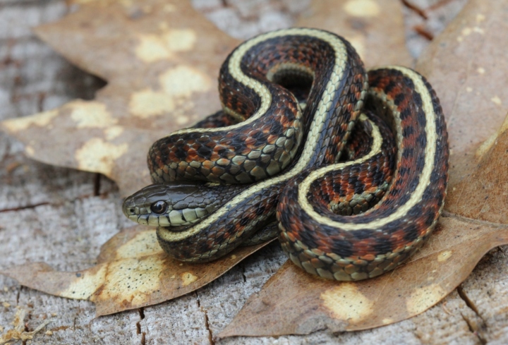 Coast Garter Snake